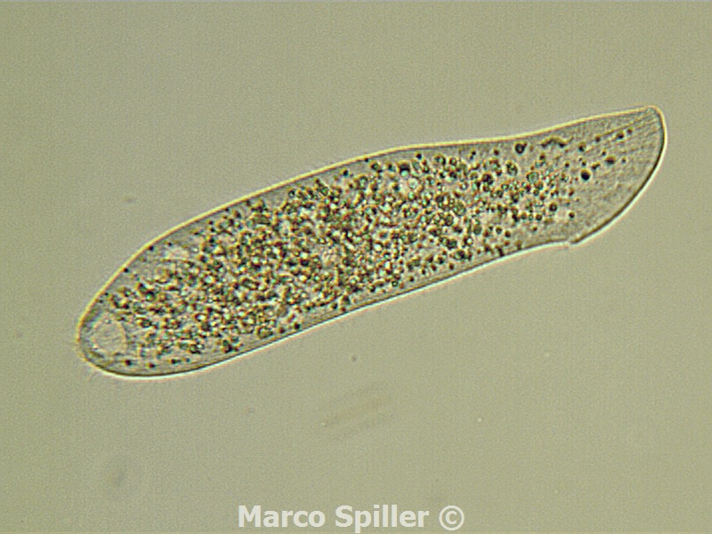 Spathidium, in due versioni